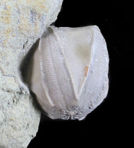 Blastoid (Pentremites) Fossil - Illinois #60105